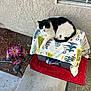 animal, black_and_white, blanket, cat, concrete, daylight, decor, feline, flower_decoration, garden, home, outdoor, patterned_fabric, pet, red_mat, relaxing, resting, sidewalk, wall, window