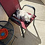 animal, black_and_white, cat, chair, concrete, daylight, decorative_dish, feline, home, leisure, mesh_chair, outdoor, patio, paw, pet, relaxing, resting, shadow, sunlight, table