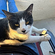 Bella Bella joined the competition — help win amazing prizes! animal, armrest, black_and_white, cat, chair, closeup, clothing, concrete, eyes, feline, jeans, lap, outdoor, paws, person, pet, relaxing, shirt, sunlight, whiskers
