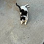 animal, black_and_white, cat, concrete, curious, cute, daylight, fur, ground, looking_up, lying_down, mammal, nature, outdoor, paws, pet, tail, texture, tongue_out, whiskers