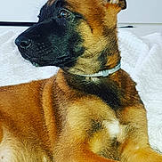 Orka participe au concours pour gagner de l'argent avec cette photo : carnivoran, dog, dog_breed, dog_breed_group, dog_like_mammal, fur, german_shepherd_dog, kunming_wolfdog, puppy, snout, whiskers