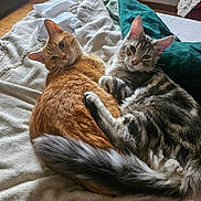 Woody Et Sully participe au concours pour gagner de l'argent avec cette photo : cat, cats, orange_cat, tabby_cat, pet, animal, feline, cozy, snuggling, bed, blanket, indoor, cute, fur, whiskers, ears, tail, relaxed, soft, resting