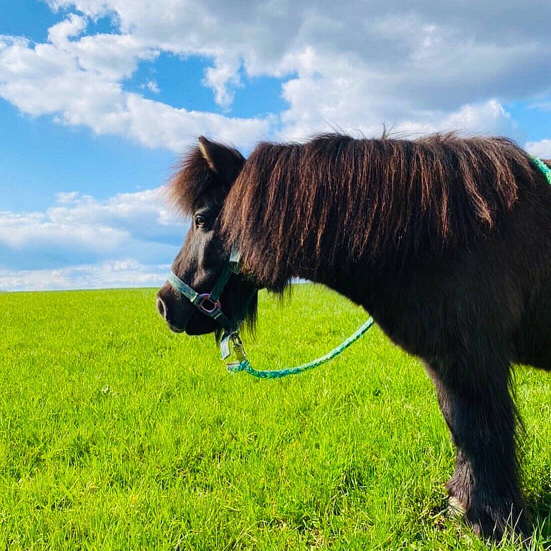 Polly a rejoint le concours — aidez-le/la à gagner de superbes lots ! cloud, eye, grass, grass_family, grassland, grazing, hair, head, horse, landscape, liver, livestock, meadow, natural_landscape, plant, sky, snout, terrestrial_animal, tree, working_animal