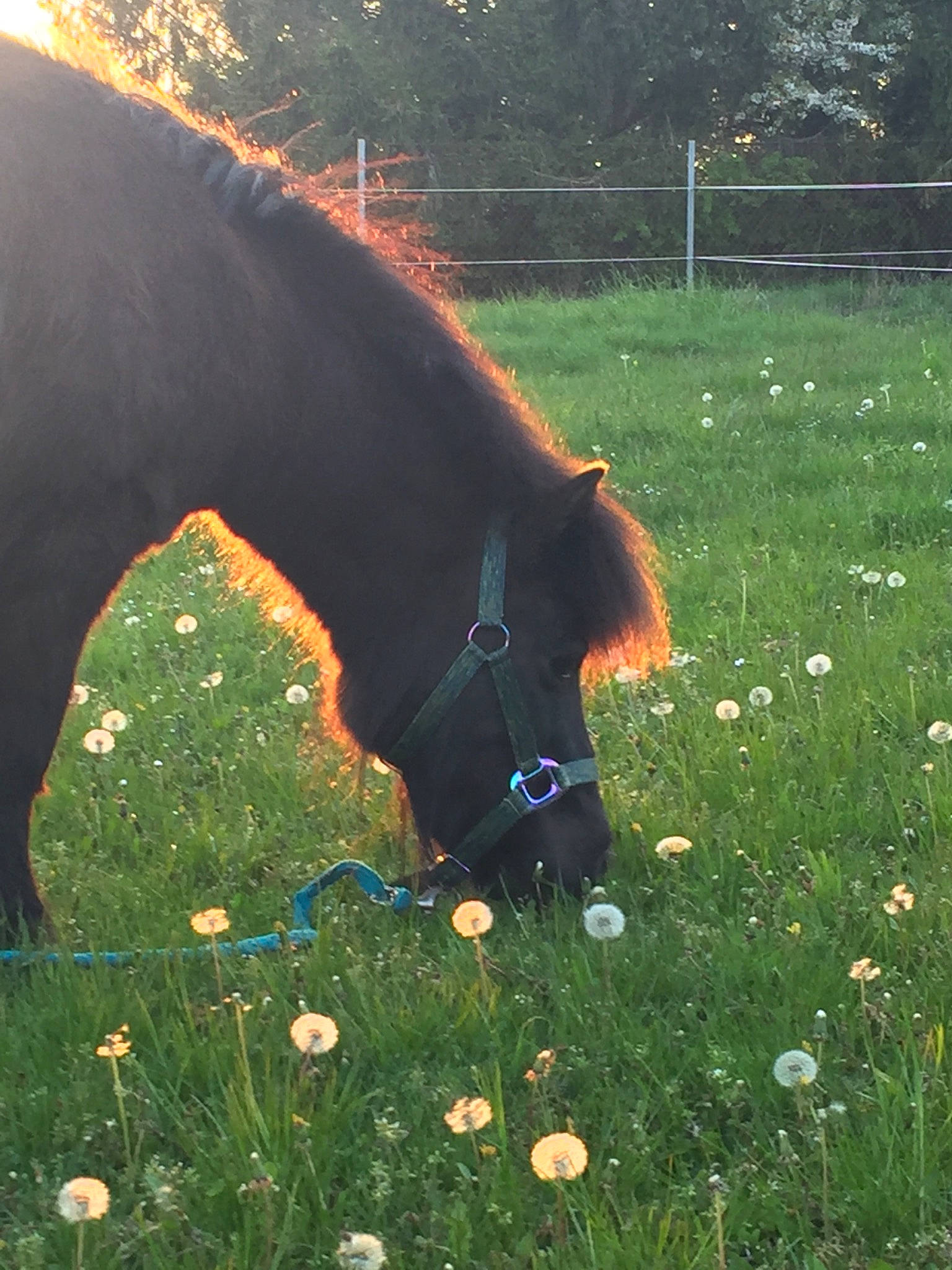 Polly participe au concours pour gagner de l'argent avec cette photo : flower, grass, grassland, grazing, horse, landscape, liver, livestock, mane, meadow, natural_landscape, pack_animal, people_in_nature, plant, snout, sorrel, terrestrial_animal, tints_and_shades, tree, working_animal