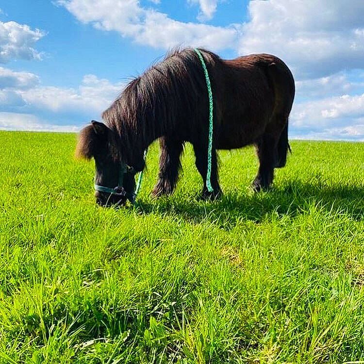 Polly participe au concours pour gagner de l'argent avec cette photo : carnivore, cloud, companion_dog, dog, dog_breed, grass, grassland, grazing, landscape, liver, natural_landscape, pasture, plant, prairie, sky, snout, sporting_group, tail, terrestrial_animal, working_animal