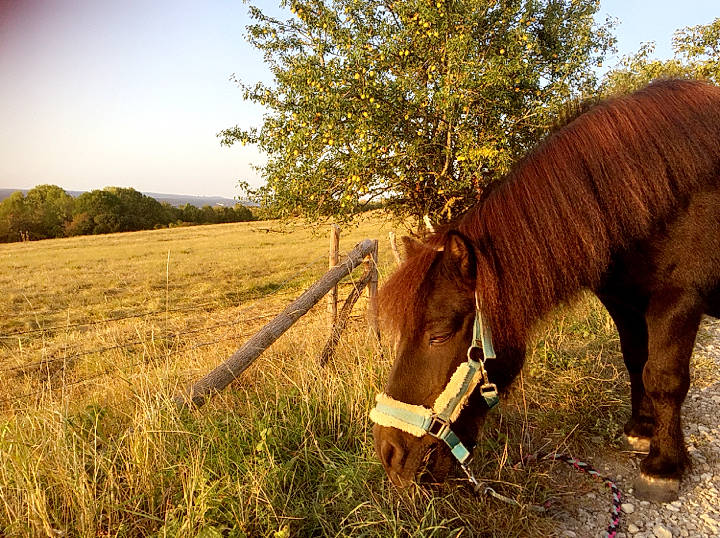 Poly participe au concours pour gagner de l'argent avec cette photo : fawn, grass, grassland, grazing, horse, landscape, liver, livestock, mane, meadow, natural_landscape, pack_animal, plant, sky, snout, tail, terrestrial_animal, tree, wood, working_animal