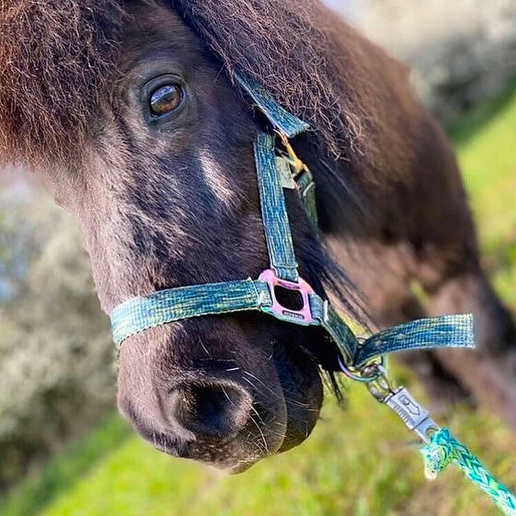 Poly participe au concours pour gagner de l'argent avec cette photo : bridle, close_up, collar, ear, electric_blue, eye, eyelash, grass, horse_tack, landscape, liver, livestock, mane, pack_animal, pet_supply, plant, snout, terrestrial_animal, whiskers, working_animal