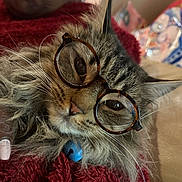 Summer is registered to the contest to win money with this photo: cat, tabby, glasses, pet, feline, whiskers, blue_bell, collar, fur, closeup, cozy, blanket, indoor, cute, face, ears, relaxed, animal, mammal, portrait