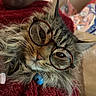 cat, tabby, glasses, pet, feline, whiskers, blue_bell, collar, fur, closeup, cozy, blanket, indoor, cute, face, ears, relaxed, animal, mammal, portrait