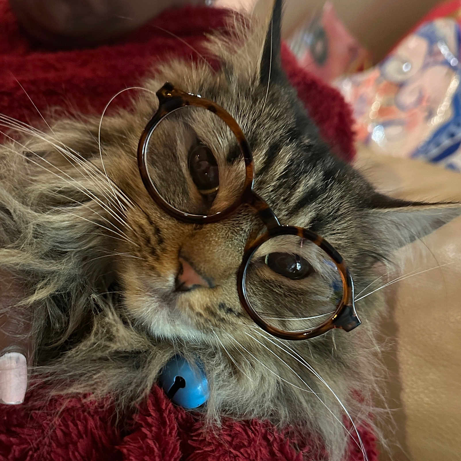 Summer is registered to the contest to win money with this photo: cat, tabby, glasses, pet, feline, whiskers, blue_bell, collar, fur, closeup, cozy, blanket, indoor, cute, face, ears, relaxed, animal, mammal, portrait