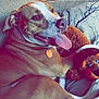 Stella Jean is registered to the contest to win money with this photo: animal, brown_fur, canine, collar, companion, couch, cozy, cushion, dog, furniture, home, indoor, lamp, pet, plush_toy, relaxed, resting, smiling, tongue_out, white_fur