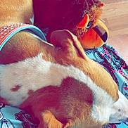 Stella Jean joined the competition — help win amazing prizes! animal, blanket, brown_dog, canine, closeup, collar, comfort, dog, floor, indoor, patterned_blanket, pet, relaxation, resting, sleeping, soft_toy, stuffed_animal, toy, white_spot, wooden_floor