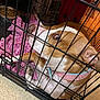 Stella Jean is registered to the contest to win money with this photo: animal, blanket, brown_and_white, canine, captive, collar, companion, crate, curious, dog, domestic, fence, floor, household, indoor, metal_bars, pet, pink_collar, quiet, resting