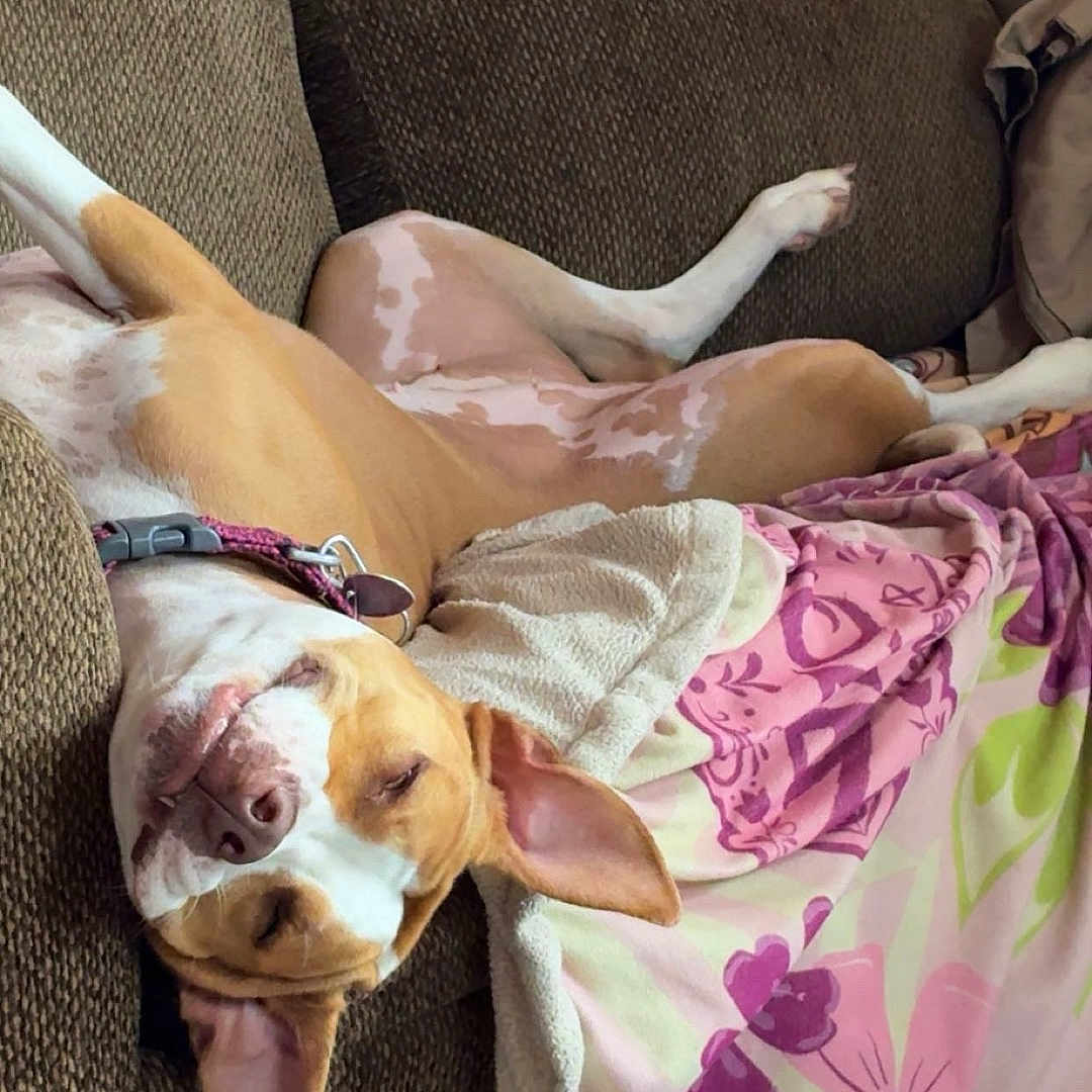 Stella Jean joined the competition — help win amazing prizes! blanket, brown, canine, collar, comfortable, couch, cozy, dog, ears, fabric, floral, fur, indoor, pattern, pet, relaxing, resting, sleeping, upside_down, white