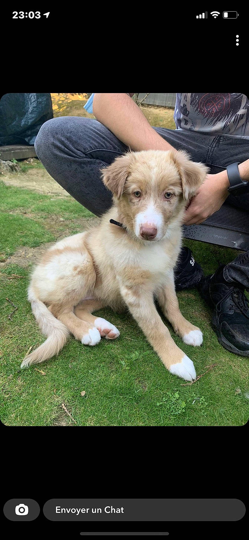 Suna a rejoint le concours — aidez-le/la à gagner de superbes lots ! canidae, chair, companion_dog, dog, dog_breed, fawn, fur, grass, luggage_and_bags, plant, sporting_group, tail, watch