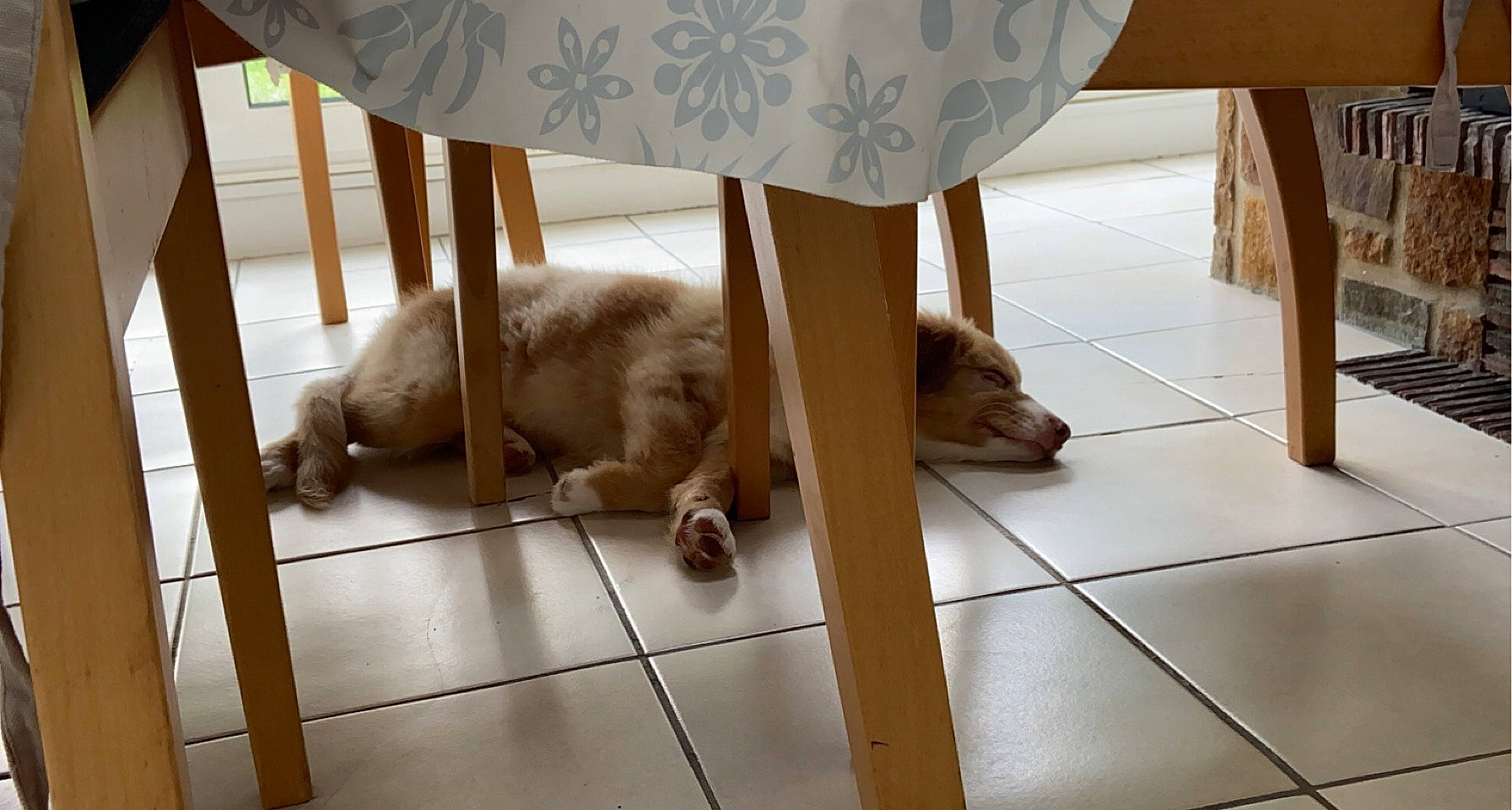 Suna a rejoint le concours — aidez-le/la à gagner de superbes lots ! black, carnivore, comfort, companion_dog, dog, dog_breed, fawn, floor, flooring, foot, hardwood, human_leg, mammal, small_to_medium_sized_cats, tail, vertebrate, white, window, wood, working_animal