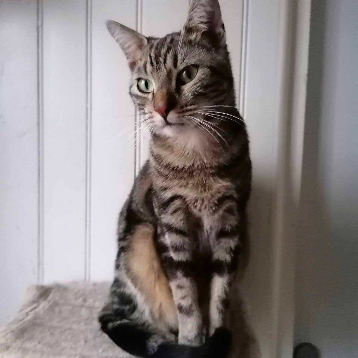 Coockie