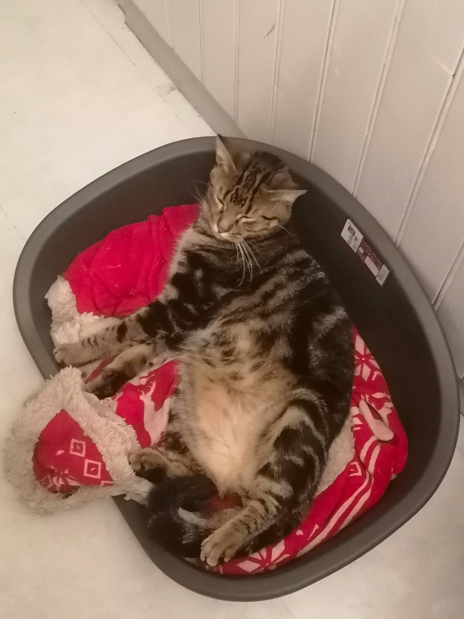 Biscotte a rejoint le concours — aidez-le/la à gagner de superbes lots ! carmine, carnivore, cat, comfort, domestic_short_haired_cat, felidae, fur, paw, small_to_medium_sized_cats, tail, whiskers