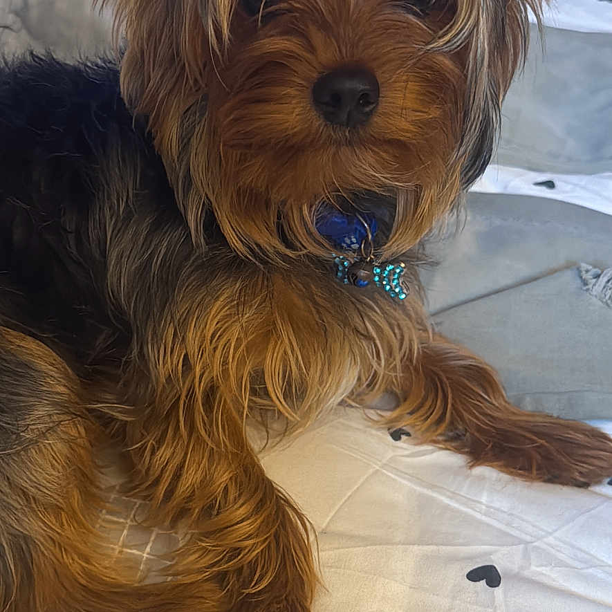 Benji