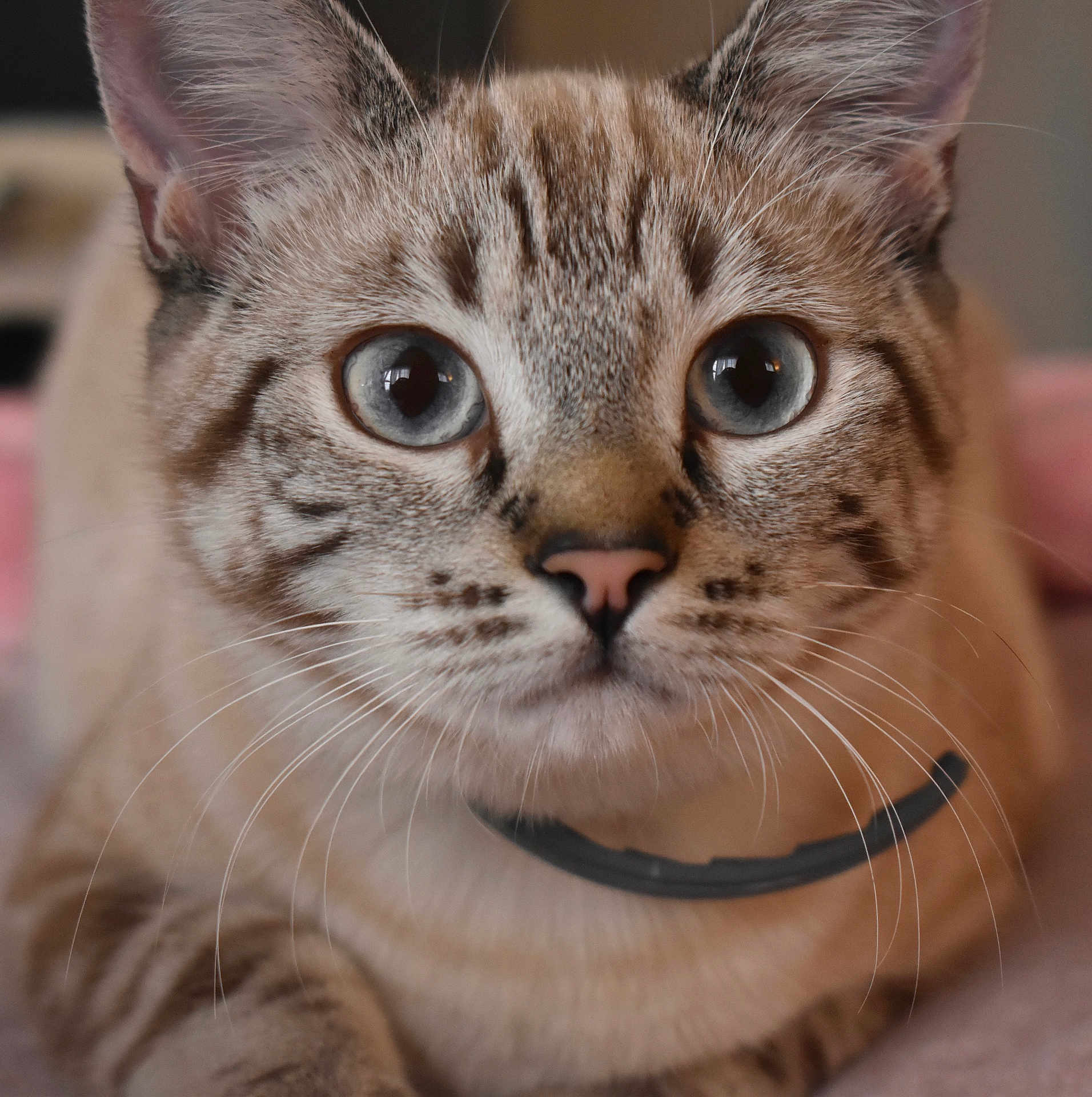 Bella joined the competition — help win amazing prizes! blue_eyes, cat, close_up, collar, curious, cute, ears, feline, fur, indoor, macro, paws, pet, pink_nose, portrait, shallow_depth_of_field, soft_light, tabby, whisker_detail, whiskers