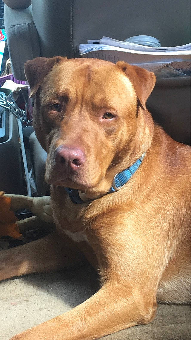 Butterscotch joined the competition — help win amazing prizes! american_pit_bull_terrier, bandog, canidae, carnivore, dog, dog_breed, fawn, mammal, molosser, non_sporting_group, pit_bull, rare_breed_dog, snout, sporting_group, vertebrate, whiskers