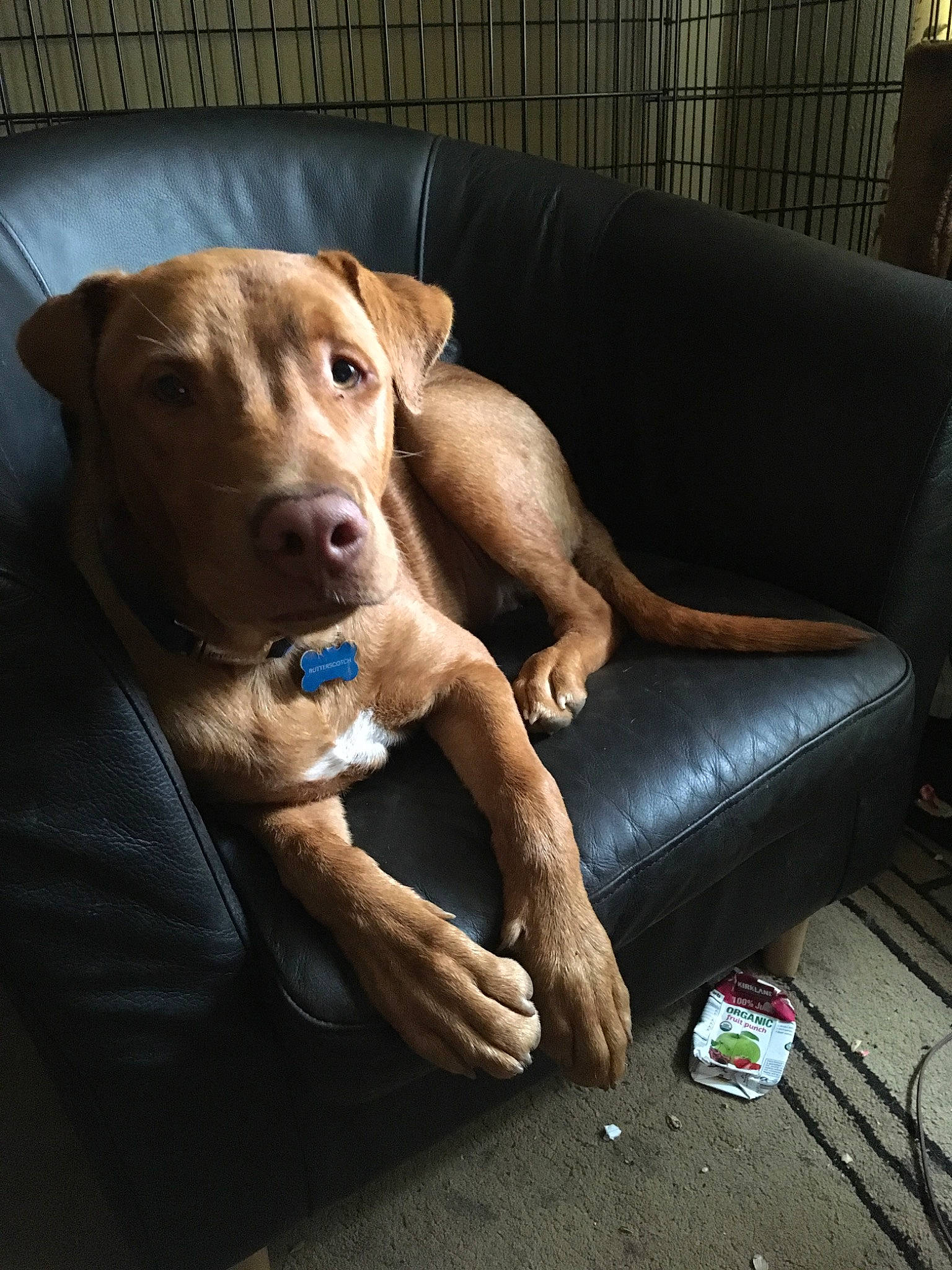 Butterscotch joined the competition — help win amazing prizes! american_pit_bull_terrier, canidae, carnivore, dog, dog_breed, fawn, mammal, mountain_cur, non_sporting_group, pit_bull, rhodesian_ridgeback, snout, sporting_group, vertebrate, vizsla