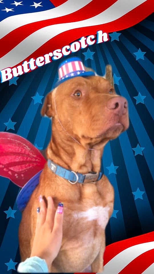 Butterscotch is registered to the contest to win money with this photo: american_pit_bull_terrier, canidae, carnivore, dog, dog_breed, mammal, snout, sporting_group, vizsla