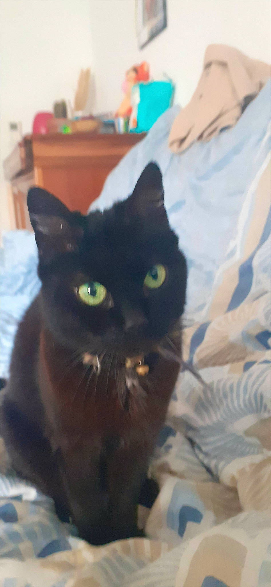 Isis a rejoint le concours — aidez-le/la à gagner de superbes lots ! black_cat, bombay, carnivore, cat, chair, claw, comfort, domestic_short_haired_cat, eye, felidae, fur, head, linens, small_to_medium_sized_cats, snout, tail, terrestrial_animal, whiskers, window
