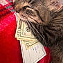 Lucki is registered to the contest to win money with this photo: cat, tabby, sleeping, money, cash, check, blanket, red, whiskers, feline, cozy, closeup, face, fur, resting, domestic_animal, nap, cute, pets, indoor