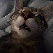 Lucki joined the competition — help win amazing prizes! cat, close_up, sleeping, feline, whiskers, nose, ears, mouth, fur, blanket, cozy, indoor, pet, animal, resting, soft, cute, domestic, muzzle, relaxed