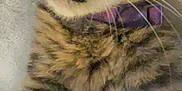 Lucki joined the competition — help win amazing prizes! cat, tabby, close_up, whiskers, collar, purple_collar, feline, pet, indoor, fur, animal, mammal, face, nose, mouth, striped, domestic_cat, cute, closeup, portrait