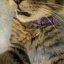 cat, tabby, close_up, whiskers, collar, purple_collar, feline, pet, indoor, fur, animal, mammal, face, nose, mouth, striped, domestic_cat, cute, closeup, portrait