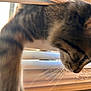 Lucki is registered to the contest to win money with this photo: cat, tabby, window_blinds, close_up, feline, indoor, fur, whiskers, striped, pet, animal, light, shadow, curiosity, household, soft_focus, side_view, domestic_cat, mammal, window