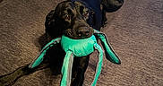 Zeus joined the competition — help win amazing prizes! animal, black_dog, blanket, canine, carpet, curtains, dog, ears, floor, furniture, home, indoor, looking_up, lying_down, octopus_toy, pet, playful, relaxed, toy, wood_floor
