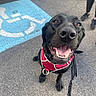 Zeus joined the competition — help win amazing prizes! dog, black_dog, harness, leash, smiling, happy, parking_lot, handicapped_symbol, asphalt, person, shoes, legs, outdoor, pet, canine, closeup, daylight, friendly, waiting, cute