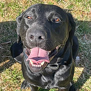 Zeus is registered to the contest to win money with this photo: dog, black_lab, labrador, pet, animal, grass, outdoor, sunlight, tongue_out, happy, smiling, canine, mammal, collar, sitting, closeup, friendly, playful, nature, daytime