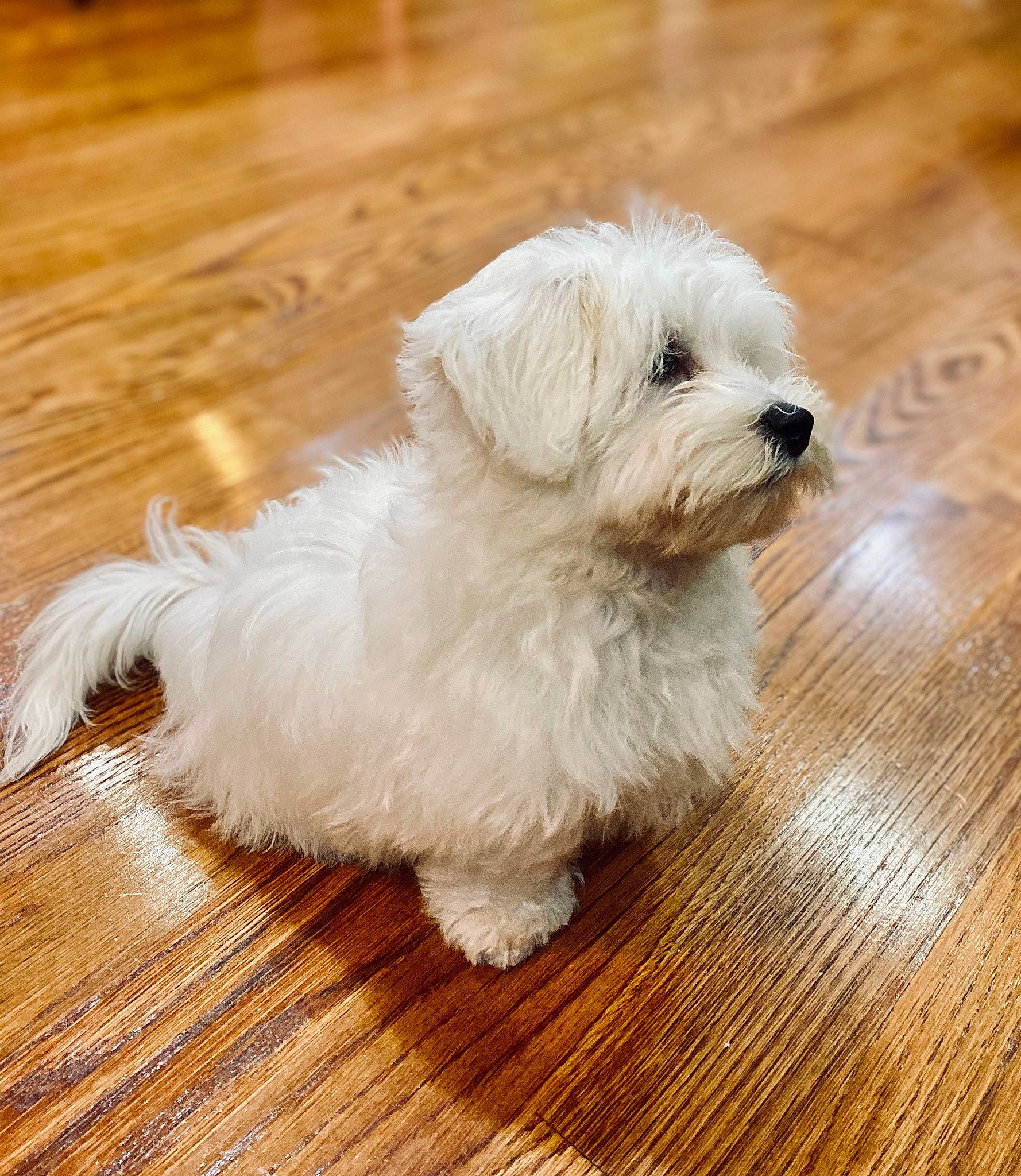 August joined the competition — help win amazing prizes! bolognese, canidae, carnivore, companion_dog, coton_de_tulear, dog, dog_breed, havanese, maltepoo, maltese, mammal, puppy, rare_breed_dog, schnoodle, small_terrier, sporting_lucas_terrier, terrier, toy_dog, vertebrate, west_highland_white_terrier