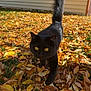 Dennis joined the competition — help win amazing prizes! black_cat, cat, autumn_leaves, yellow_eyes, outdoor, grass, fall, sunlight, animal, pet, walking, nature, yard, feline, leaf_litter, curious, close_up, daylight, shadows, background_wall