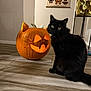 black_cat, pumpkin, jack_o_lantern, carved_pumpkin, indoor, flooring, butterfly_poster, decor, cat_face, animal, pet, feline, whiskers, orange, black_fur, sitting, eyes, tail, holiday, halloween