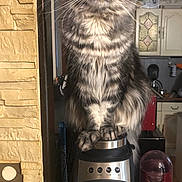 Willow participe au concours pour gagner de l'argent avec cette photo : appliance, cat, close_up, coffee_maker, countertop, curious, domestic_animal, feline, fluffy_cat, fur, home, household, indoors, kitchen, pet, portrait, sitting, tabby, whiskers, yellow_eyes