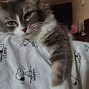 Daisy Bean joined the competition — help win amazing prizes! cat, tabby_cat, green_eyes, whiskers, paw, fur, closeup, bed_sheet, snoopy_pattern, cartoon, bedroom, nightstand, blanket, indoor, pet, relaxed, sleepy, portrait, timestamp, watermark