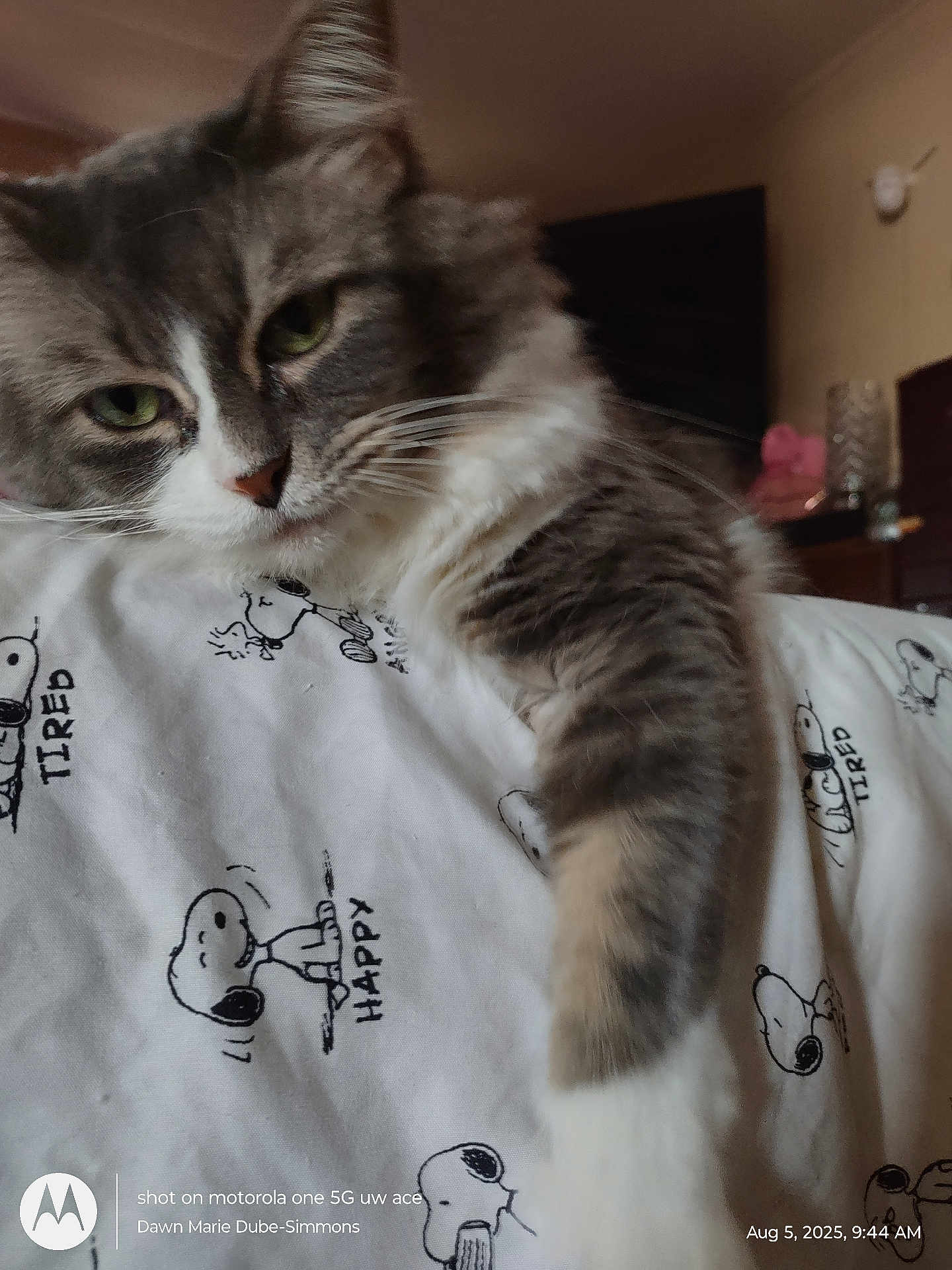 Daisy Bean joined the competition — help win amazing prizes! cat, tabby_cat, green_eyes, whiskers, paw, fur, closeup, bed_sheet, snoopy_pattern, cartoon, bedroom, nightstand, blanket, indoor, pet, relaxed, sleepy, portrait, timestamp, watermark