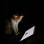cat, tablet, dark, glow, indoor, pet, curious, screen, technology, animal, feline, light, shadow, device, sitting, white, orange, fur, whiskers, night