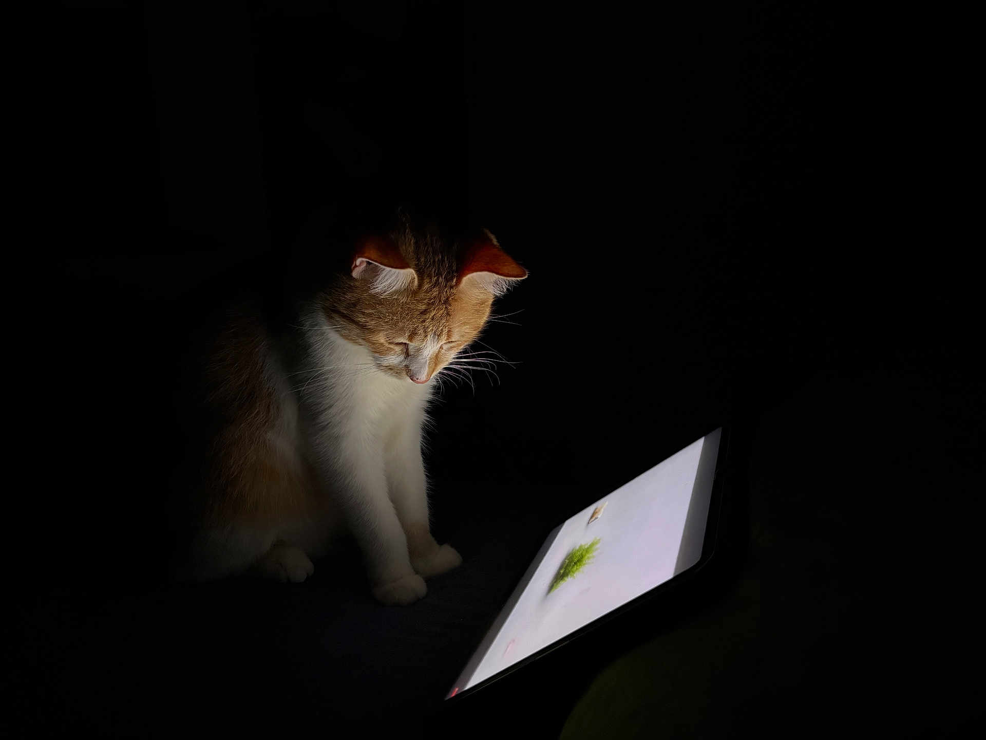 Puff is registered to the contest to win money with this photo: cat, tablet, dark, glow, indoor, pet, curious, screen, technology, animal, feline, light, shadow, device, sitting, white, orange, fur, whiskers, night