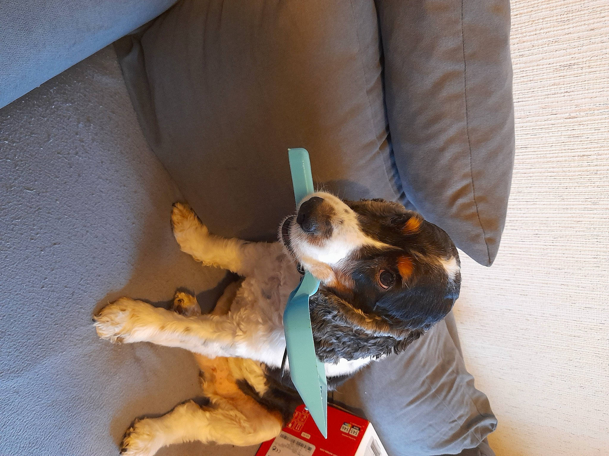 Guess a rejoint le concours — aidez-le/la à gagner de superbes lots ! beagle_harrier, canidae, carnivore, collar, comfort, companion_dog, dog, dog_breed, dog_collar, dog_supply, fawn, fur, hound, leash, paw, pet_supply, scent_hound, snout, sporting_group, working_animal