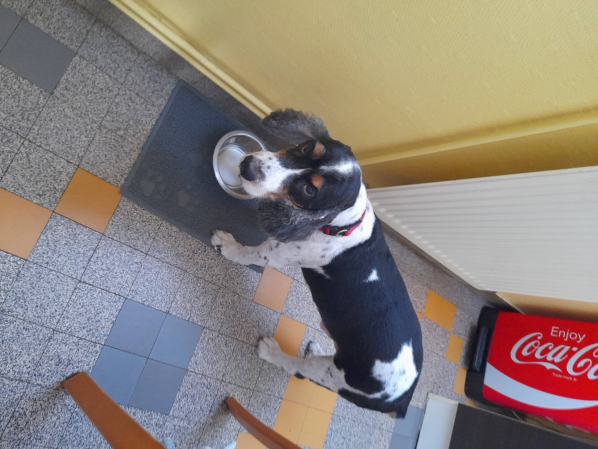 Guess participe au concours pour gagner de l'argent avec cette photo : canidae, carbonated_soft_drinks, carmine, carnivore, coca_cola, cola, companion_dog, dog, dog_breed, dog_supply, fawn, flooring, fur, logo, pet_supply, snout, soft_drink, sporting_group, tail, working_animal