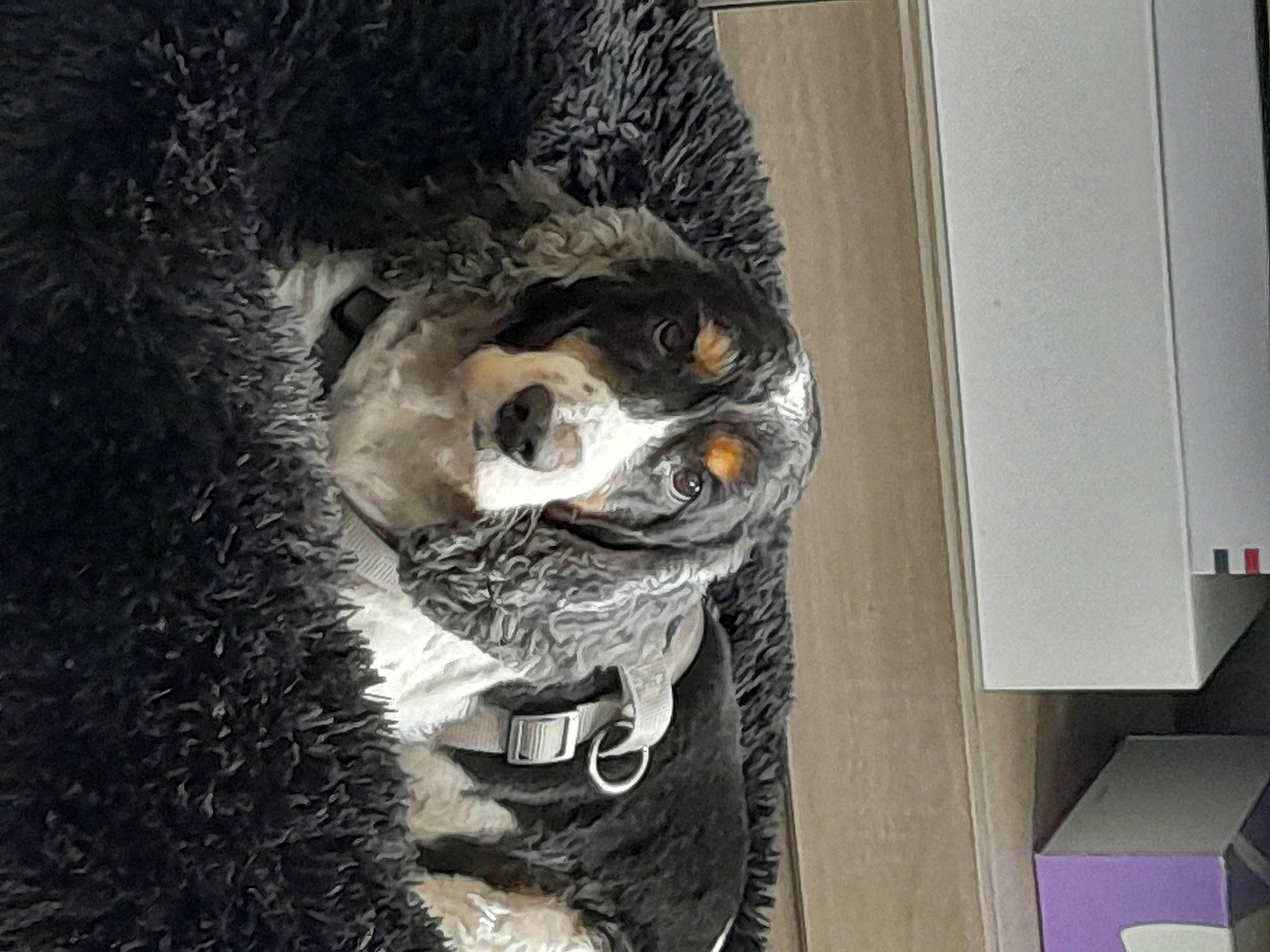 Guess a rejoint le concours — aidez-le/la à gagner de superbes lots ! art, big_cats, bird_of_prey, bone, canidae, carnivore, claw, dog_breed, door, feather, felidae, fur, grey, snout, sporting_group, tail, terrestrial_animal, visual_arts, whiskers, wildlife