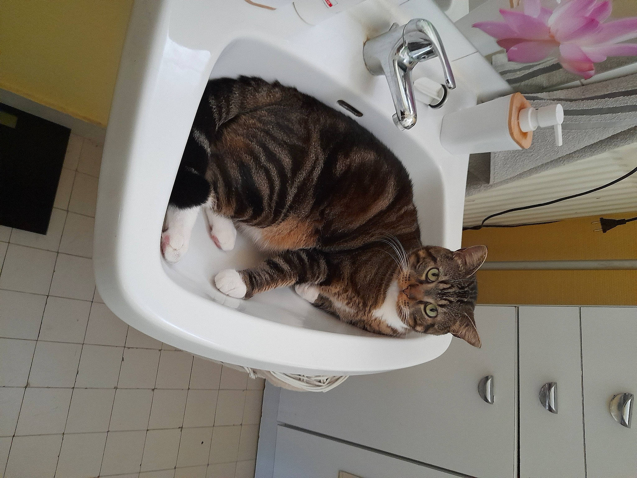 Choupi participe au concours pour gagner de l'argent avec cette photo : bathroom, carnivore, cat, comfort, domestic_short_haired_cat, door, felidae, fur, hardwood, mammal, paw, plant, plumbing, plumbing_fixture, room, small_to_medium_sized_cats, tail, vertebrate, whiskers, wood