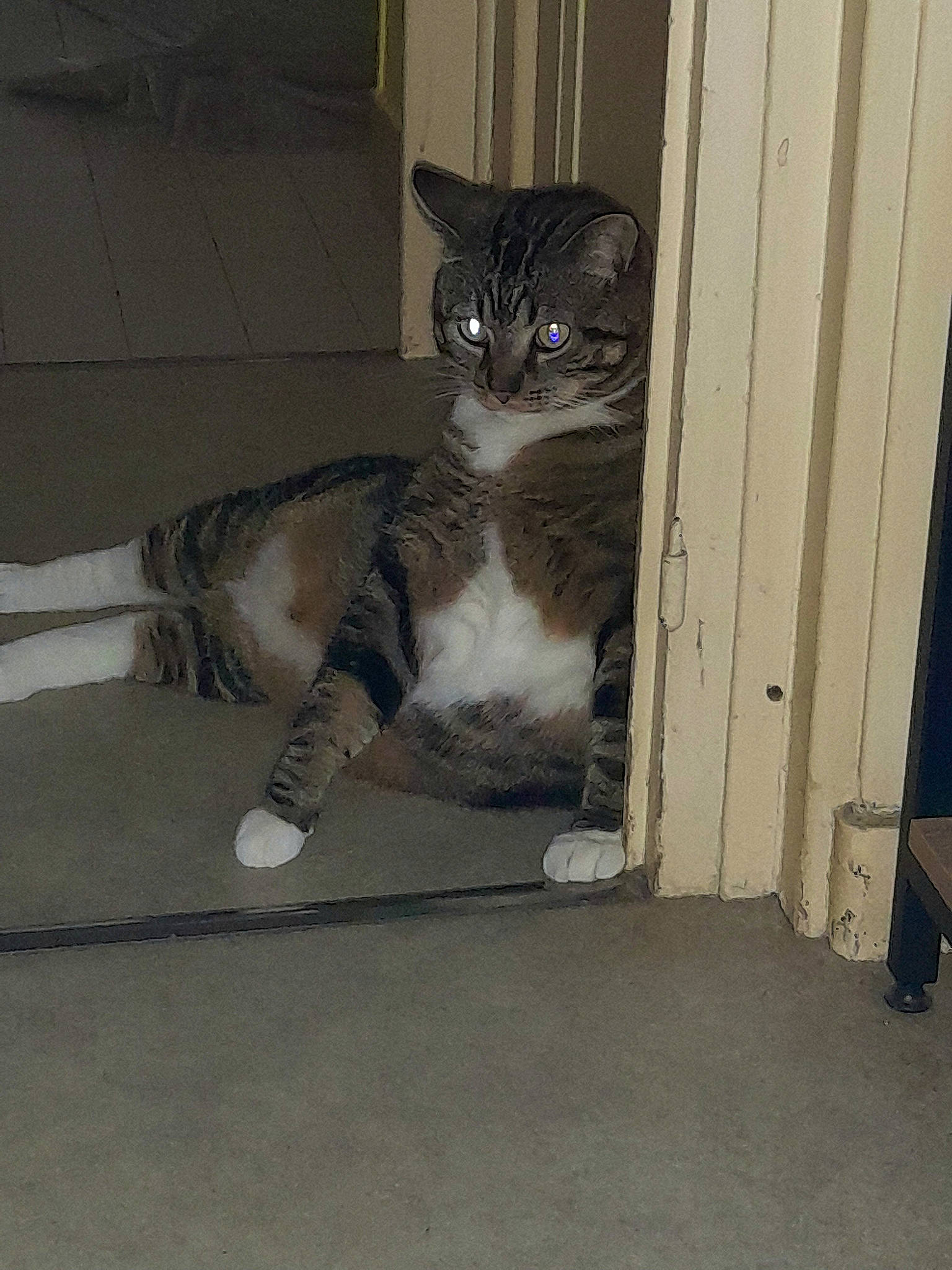 Choupi participe au concours pour gagner de l'argent avec cette photo : carnivore, cat, domestic_short_haired_cat, door, felidae, floor, flooring, foot, fur, grey, hardwood, paw, sitting, small_to_medium_sized_cats, snout, tail, terrestrial_animal, whiskers, wood