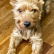 Prince Deck joined the competition — help win amazing prizes! dog, pet, small_dog, brown_fur, perky_ears, wooden_floor, indoor, animal, canine, lying_down, looking_at_camera, fur, companion, domestic_animal, mischievous, curious, cute, scruffy, portrait, paw